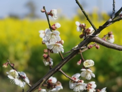 もうすぐ春　その３