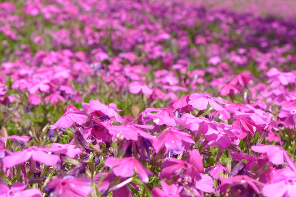 芝桜