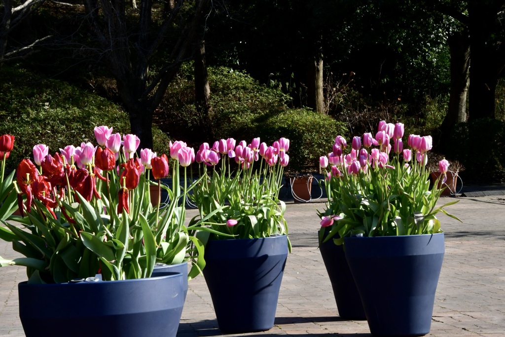 アイスチューリップ