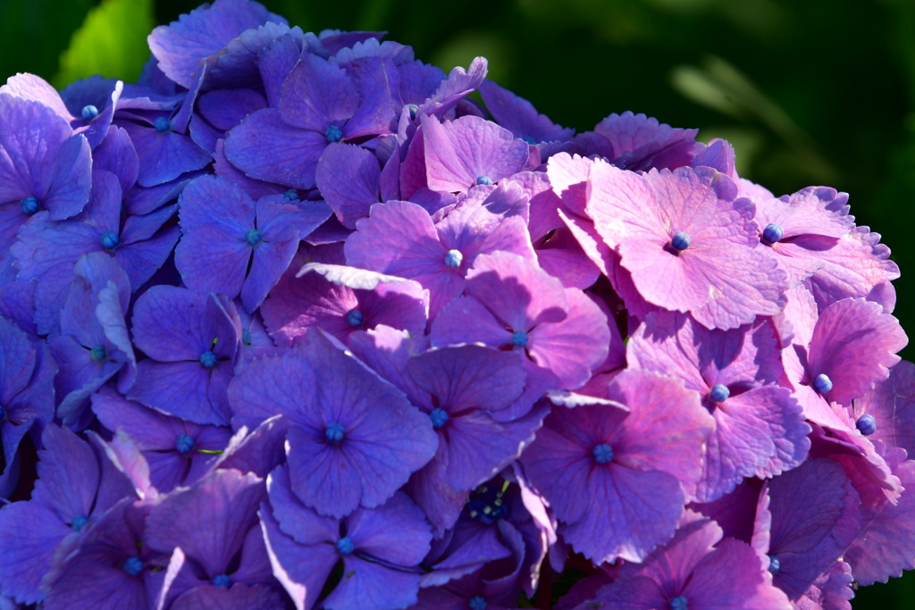 紫陽花　３