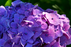 紫陽花　３