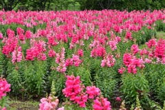 ストックの花園
