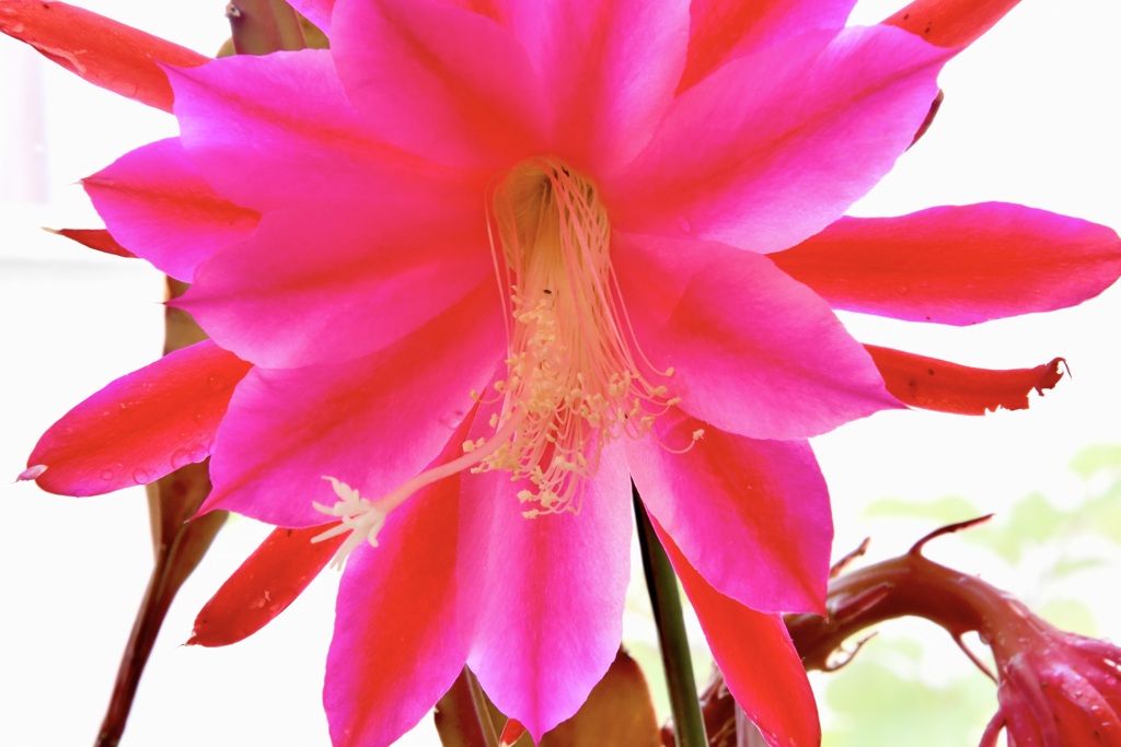 クジャクサボテン