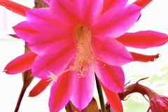 クジャクサボテン