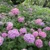 紫陽花