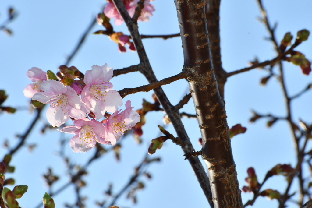 河津桜が咲き始めました