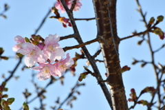 河津桜が咲き始めました
