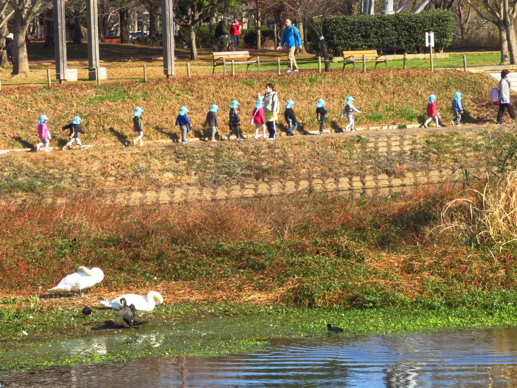 白鳥の横を更新
