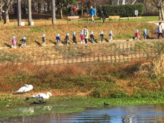 白鳥の横を更新