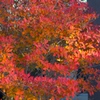 去年は良かった
