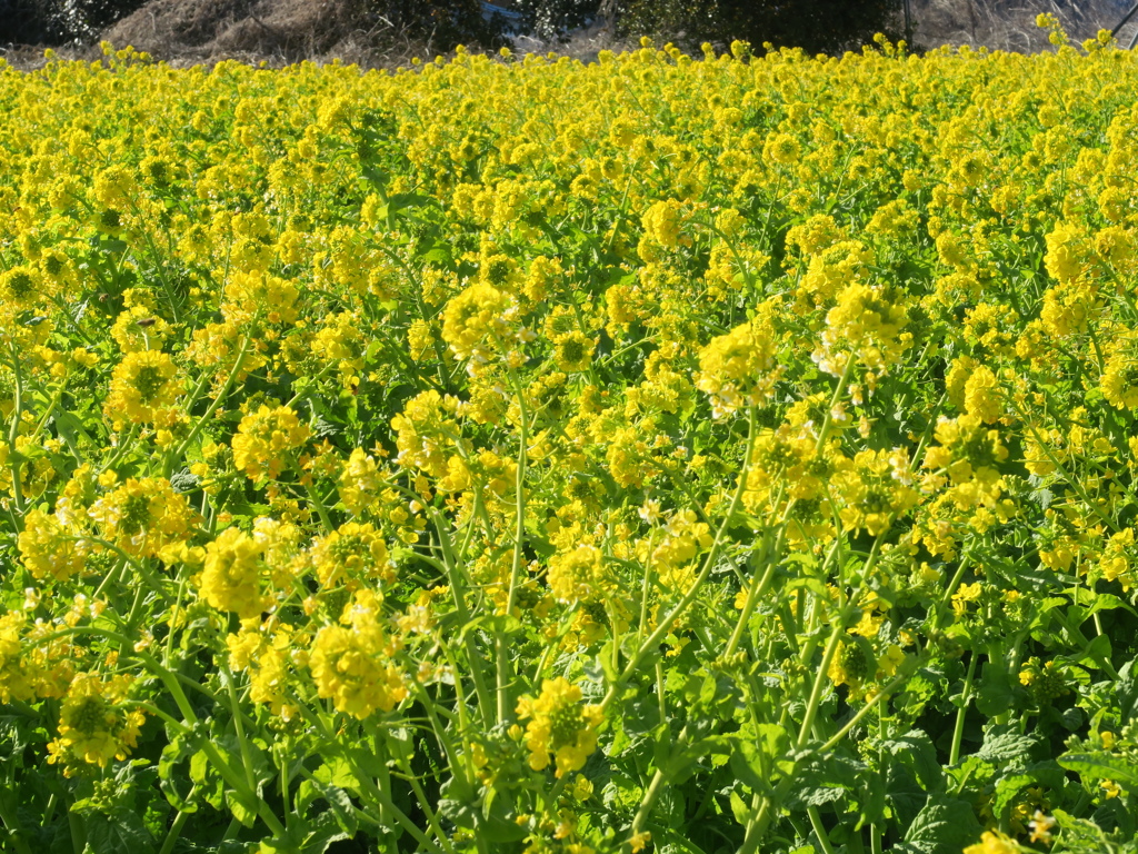 菜の花満開