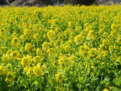 菜の花満開