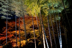 紅葉ライトアップ