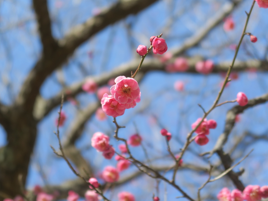梅園の梅の咲き始め