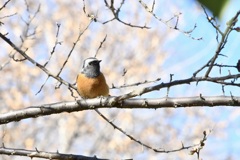 梅の林にジョウビタキ