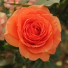 薔薇