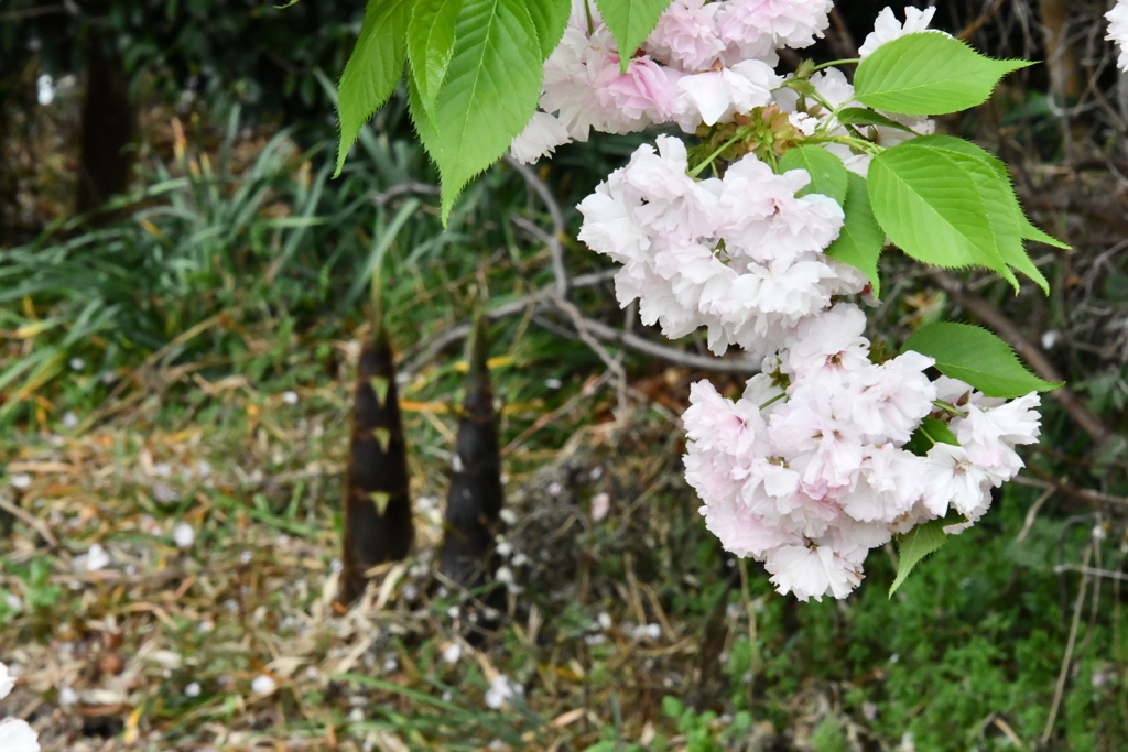 桜と筍