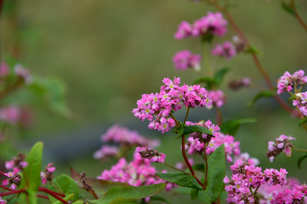 赤そばの花