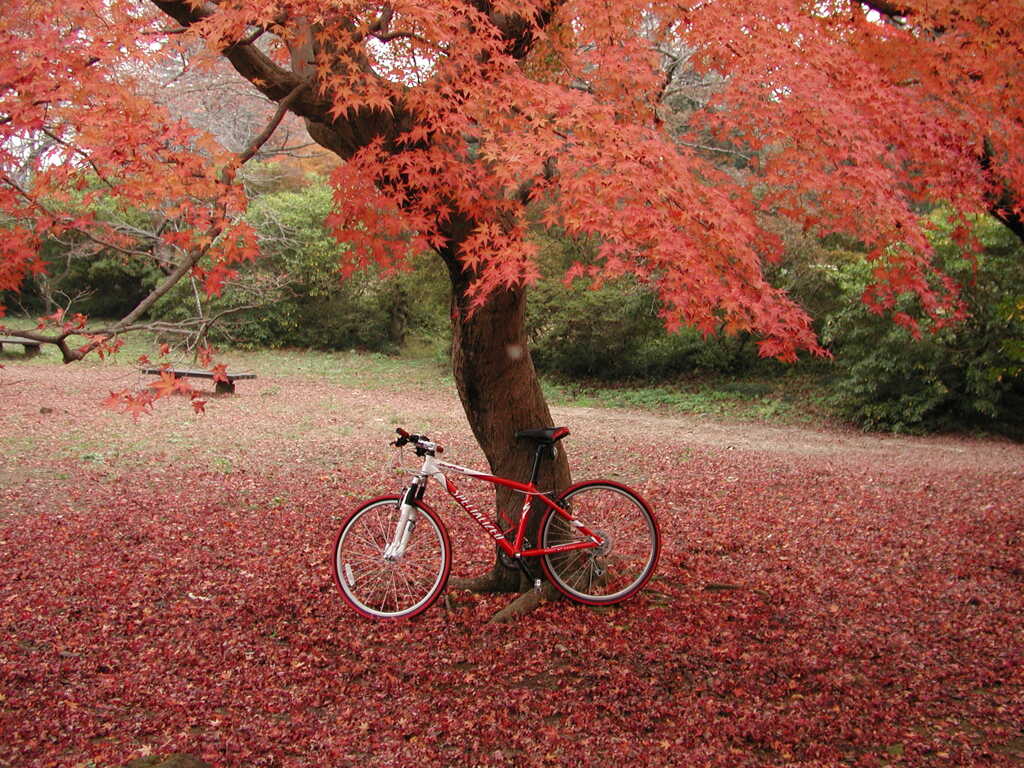 自転車