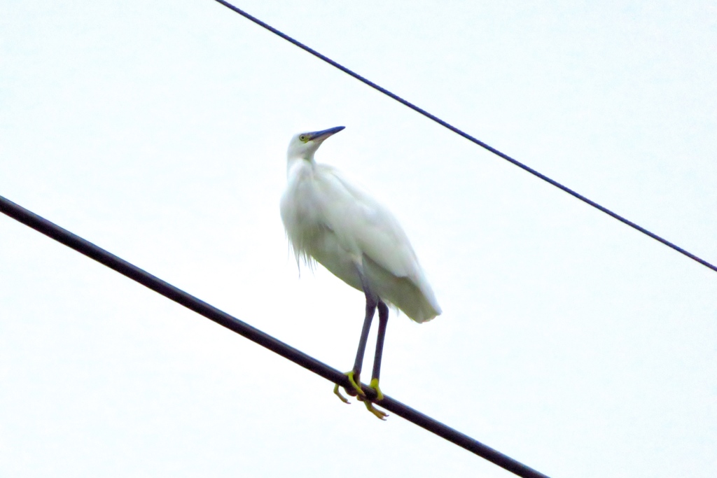 電線に留まる白鷺