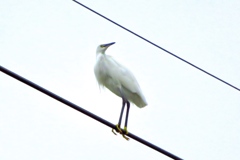 電線に留まる白鷺