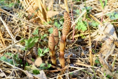 つくしが伸び始めています