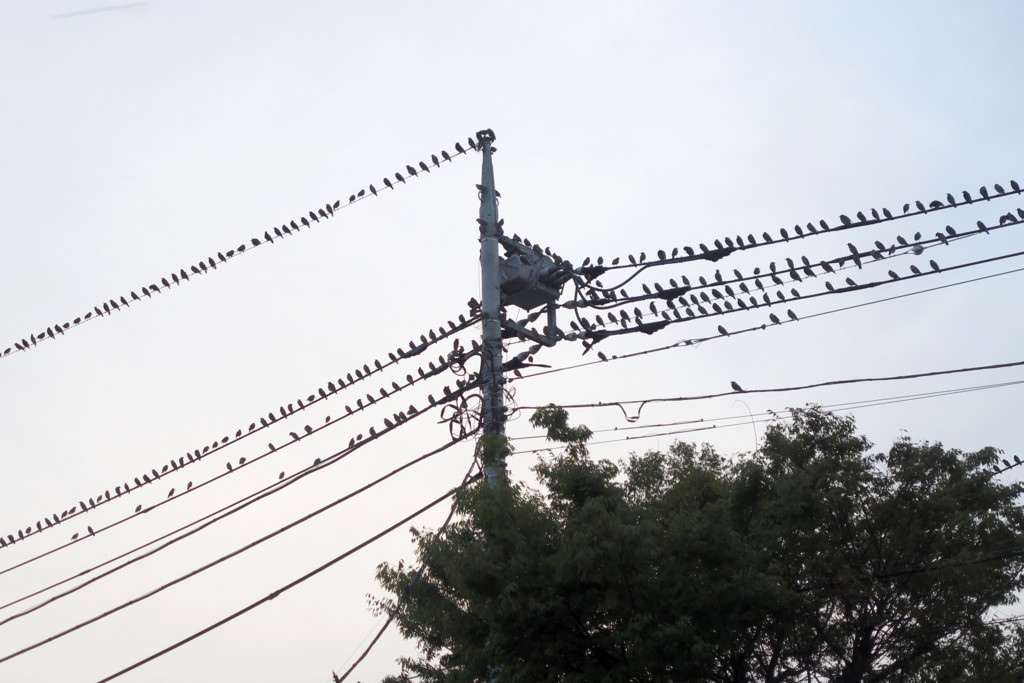 ムクドリの集会