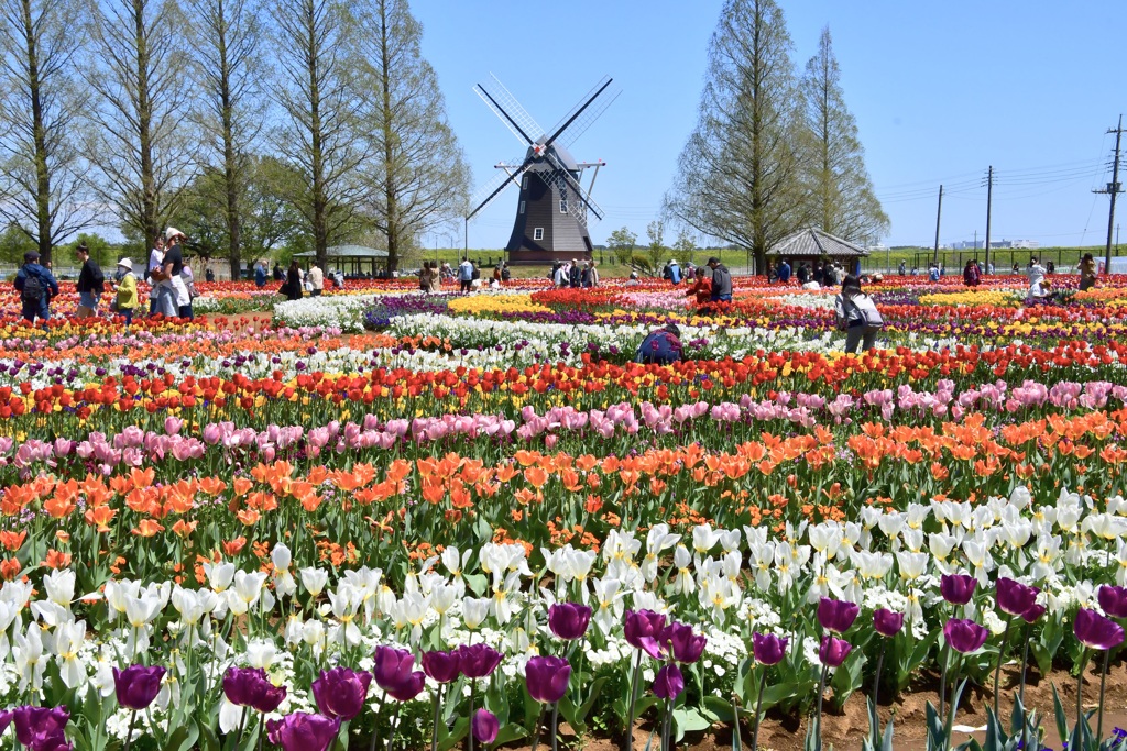 チューリップ園