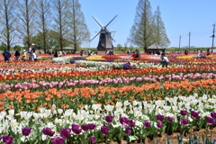 チューリップ園