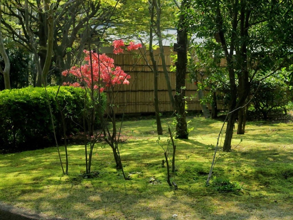 ツツジが咲き始めました