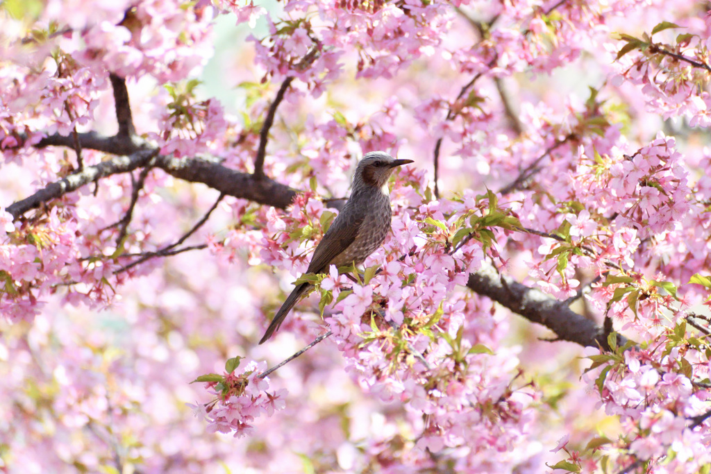 桜とヒヨドリ