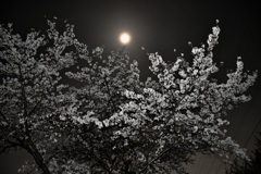 夜桜