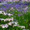 額紫陽花と花菖蒲