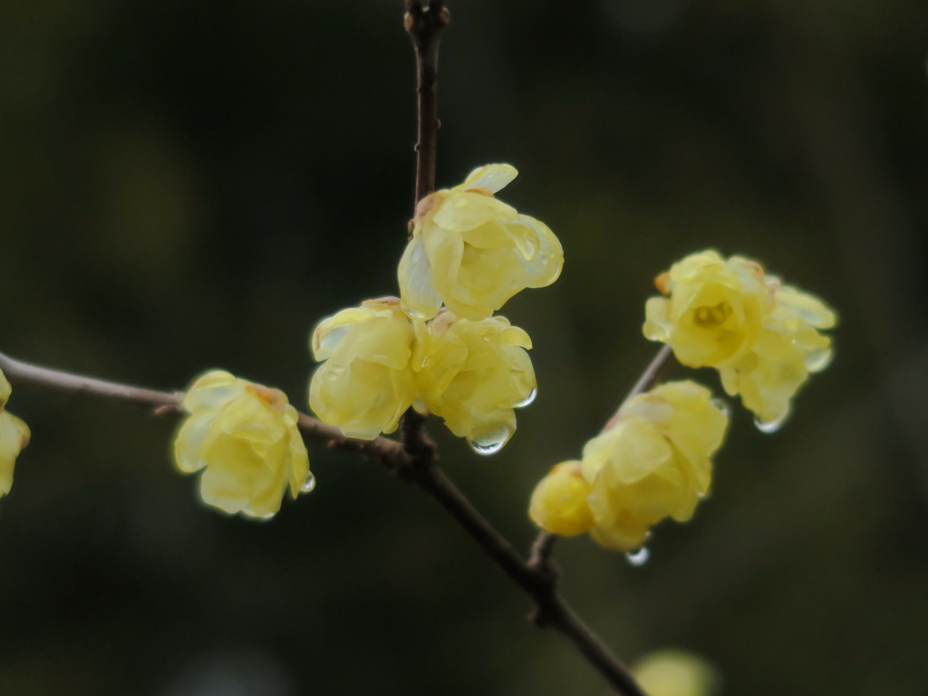 雨上がりの蝋梅