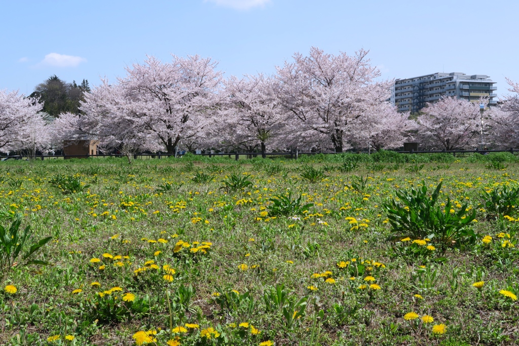 タンポポと桜