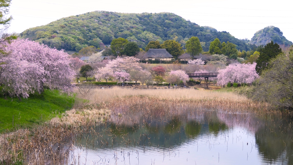 里山の桜