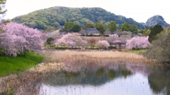 里山の桜