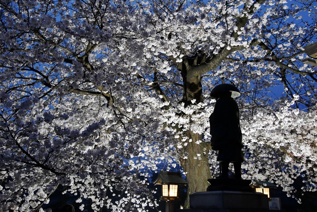 夜桜