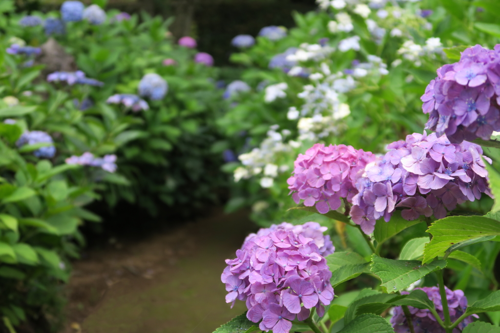 紫陽花の小道