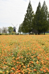 満開の黄花コスモス