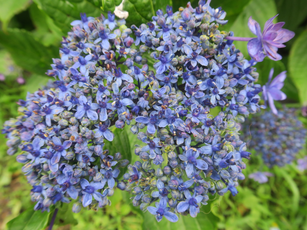 紫陽花