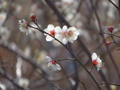梅林