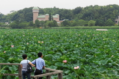 サッカー場約33個分のハスの群生地