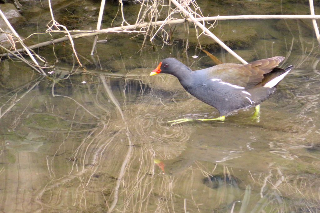 水辺の鳥　バン