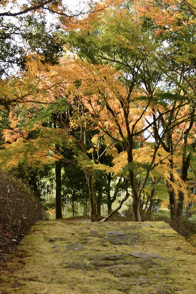 苔むした路