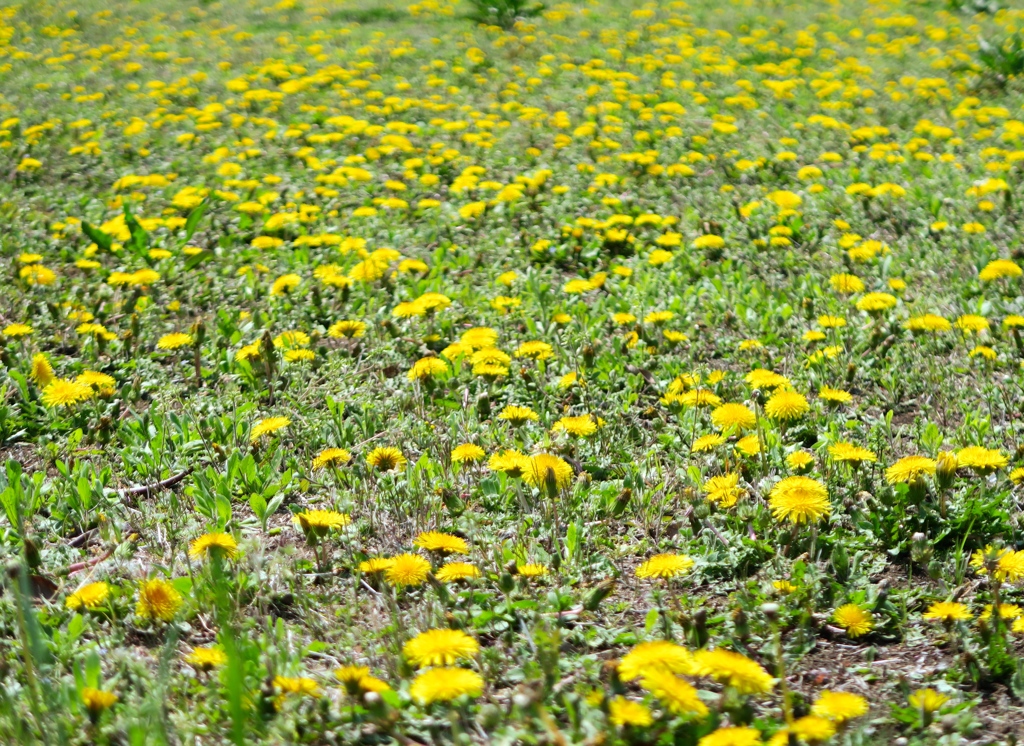 タンポポの群生