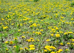 タンポポの群生