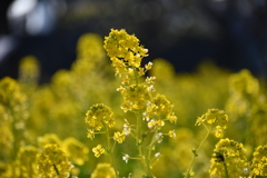 早咲きの菜の花