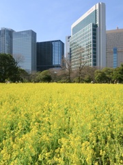 大都会の花園