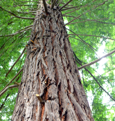 セコイアの幹
